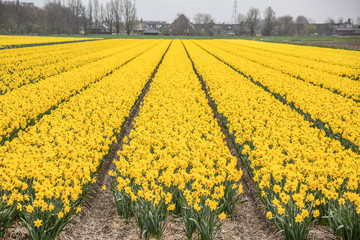 Frühlingswiese Blumen