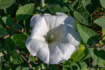 Snow-white and delicate flower of loach with stamens and pestle inside in the rays of the summer sun