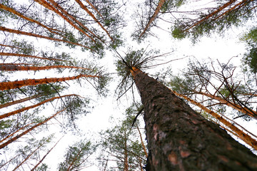  Photos in the forest © Roman