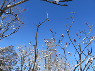 sumac_blue sky
