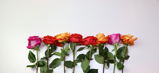Multi-colored roses on the white background