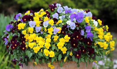 Pansy flowers.