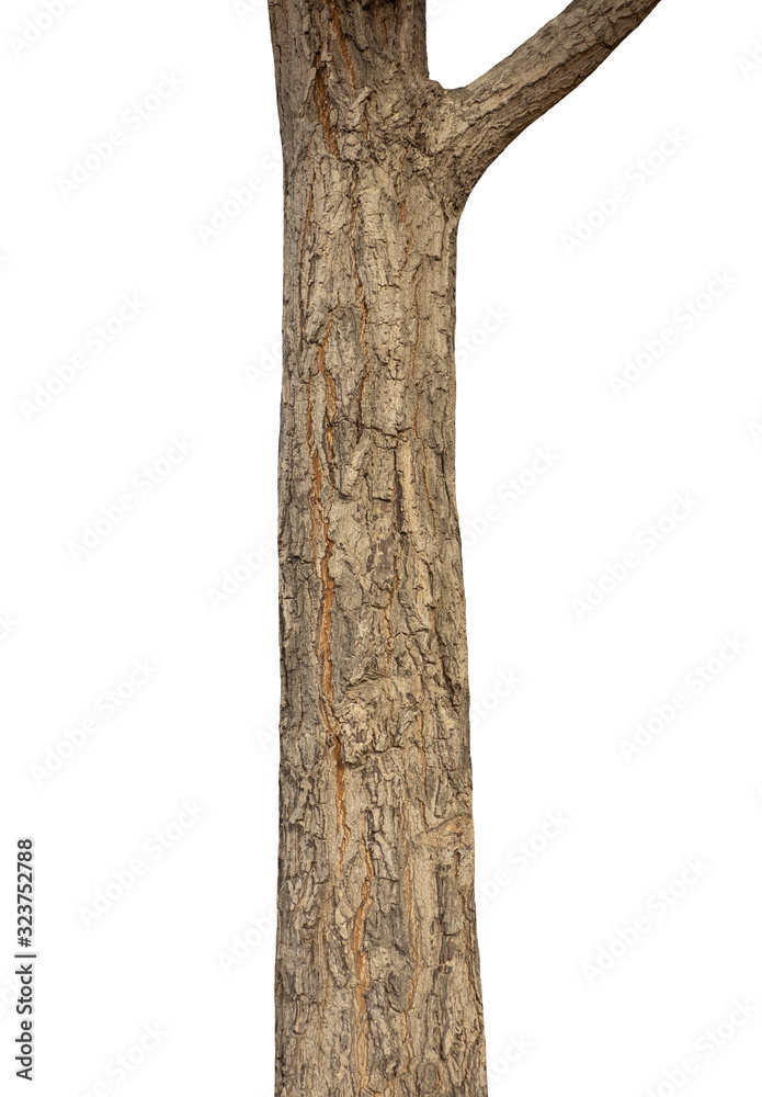 Poster trunk of a tree isolated on white background