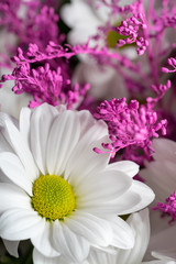 Greeting card from tender spring white chrysanthemums close-up.
