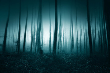 Mystic tourquoise blue coloured foggy forest landscape.