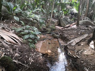 Seychellen, Karibik, Malediven, Mauritius, Reunion, Hawaii, Strand, Meer, Sonne, Urlaub, Reisen, Ferien, Palmen, Beach, Tropisch, Insel, Himmel, Wasser, Sommer, Paradies, Dschungel, Küste