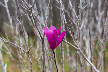Lone purple flower on a leafless bush in February