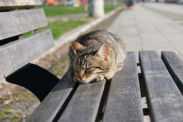 cat sleeping on bench