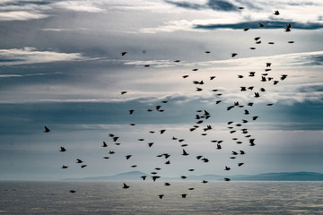 Birds