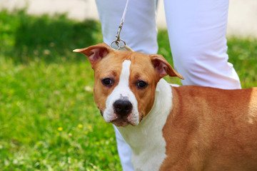 Dog breed Staffordshire Terrier