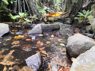 Seychellen, Karibik, Malediven, Mauritius, Reunion, Hawaii, Strand, Meer, Sonne, Urlaub, Reisen, Ferien, Palmen, Beach, Tropisch, Insel, Himmel, Wasser, Sommer, Paradies, Dschungel, Küste
