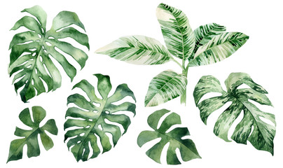 set of watercolor tropical leaves on white background. Green palm leaves, monster, homeplants, banana leaves. Exotic plants. Jungle botanical watercolor illustrations, floral elements. - 323753969