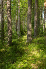 View of forest at summer day in Finland