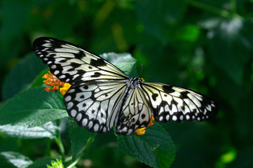 Fototapeta na wymiar Schmetterling vor grünem Hintergrund
