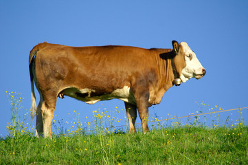 Braun-weiße Kuh vor blauem Himmel