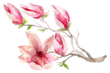Watercolor illustration of a branch of blossoming magnolia. Flowers and buds of magnolia on a white background. A flowering branch of spring flowers. Postcard for Valentine's Day, Mother's Day.