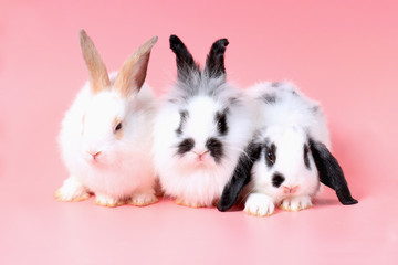 Three of  fluffy cute rabbit bunny on sweet pink background.