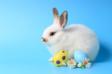 Happy white bunny rabbit with painted Easter egg and daisy floer on blue background. celebrate Easter holiday and spring coming concept.