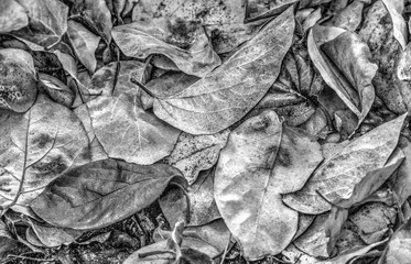 A background of dried autumn leaf in black and white