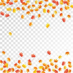Maple leaves vector illustration, autumn foliage on transparent background.