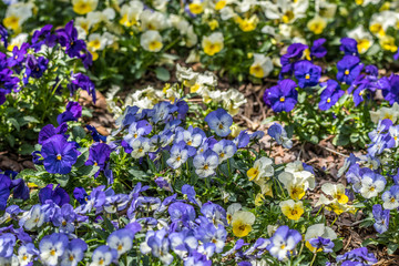 Pansy flowers purple and yellow