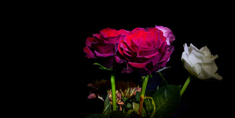 Fototapeta na wymiar Red pink and white rose together with black background