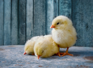Little yellow cute baby chicks.