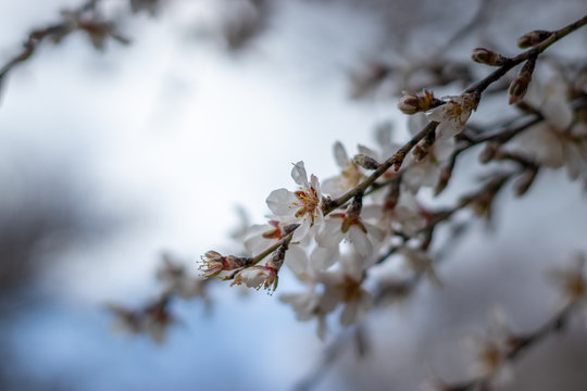 Branches of the almond tree, with winter flowers in white and yellow, against a blurred white background of cloudy sky, sataf reserve, jerusalem forest, israel.