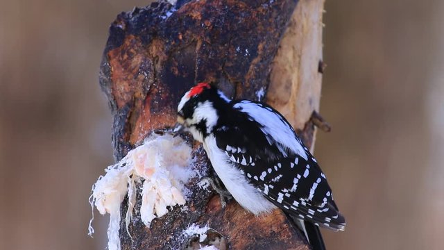 pic chevelu en hiver