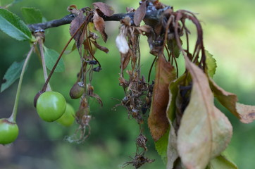 Brunatna zgnilizna wiśni - monilioza, porażone owoc i liście - obrazy, fototapety, plakaty