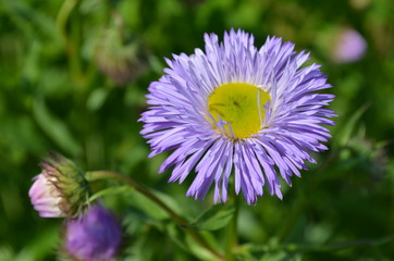 Przymiotno ogrodowe,  Erigeron× hybridus  - obrazy, fototapety, plakaty