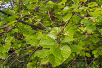 Fototapeta na wymiar New, light green linden (Tilia cordata) leaves in early summer sunlight.