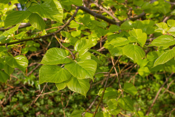 New, light green linden (Tilia cordata) leaves in early summer sunlight.