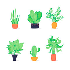 Set of home plants. Flat design vector illustration.