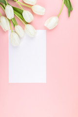 White tulip on pastel pink background. Traditional holiday gift.