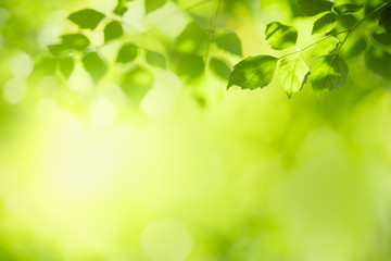 Close up of nature view green leaf on blurred greenery background under sunlight with bokeh and...