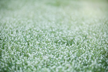 Naklejka premium Close up of nature view mini white flower and grass on blurred green leaf background under sunlight with bokeh and copy space using as background natural plants landscape, ecology wallpaper concept.