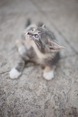 Cute grey kitten paw scratches behind the ear. Outdoor closeup p
