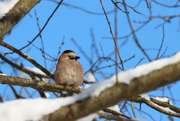 Jay among the branches in the winter and snowy season..