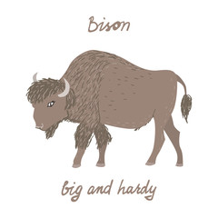 Drawn buffalo with text Bison big and hardy. Childish tee shirt print.