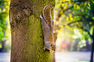 Neugieriges Eichhörnchen am Baum