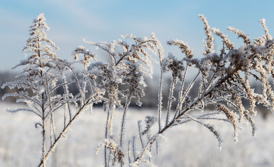 Morning frost on dry grass in cold weather