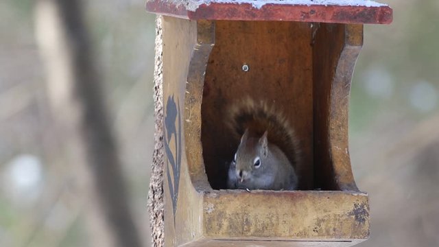 &eacute;cureuil dans une mangeoire d'oiseau