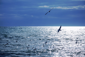 Fototapeta na wymiar beautiful sea at sunset with soaring gulls over the water