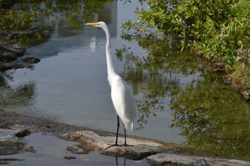 great egret in water