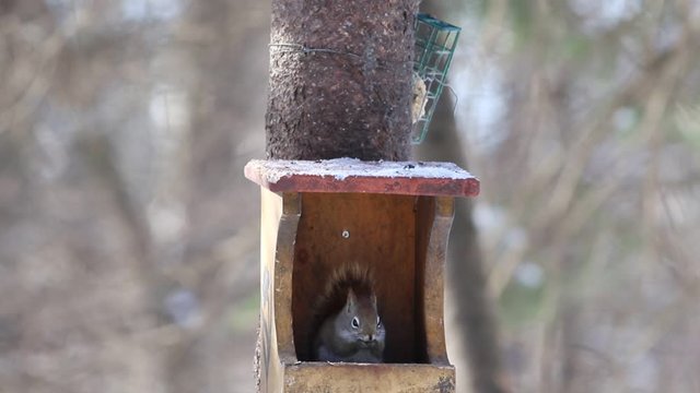 &eacute;cureuil dans une mangeoire d'oiseau