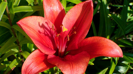 Fototapeta premium Red flower of an Asian hybrid of lilies of the Prunotto cultivar close-up.
