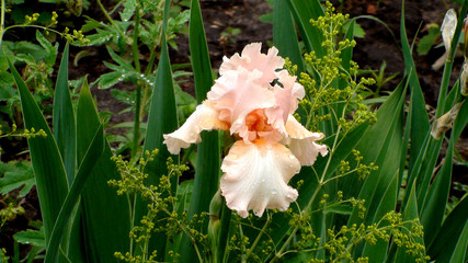Peachy pink flower of iris bearded cultiva rBeverly Sills in the garden against a background of green leaves.