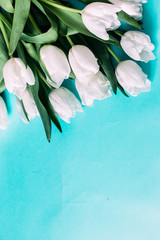 March 8.Bouquet of white tulips on a blue background with space for text.