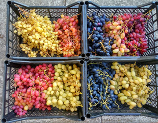 Сrates with ripe bunches of grape berries of different varieties and colors from a homestead or farm. The concept of the rural market.